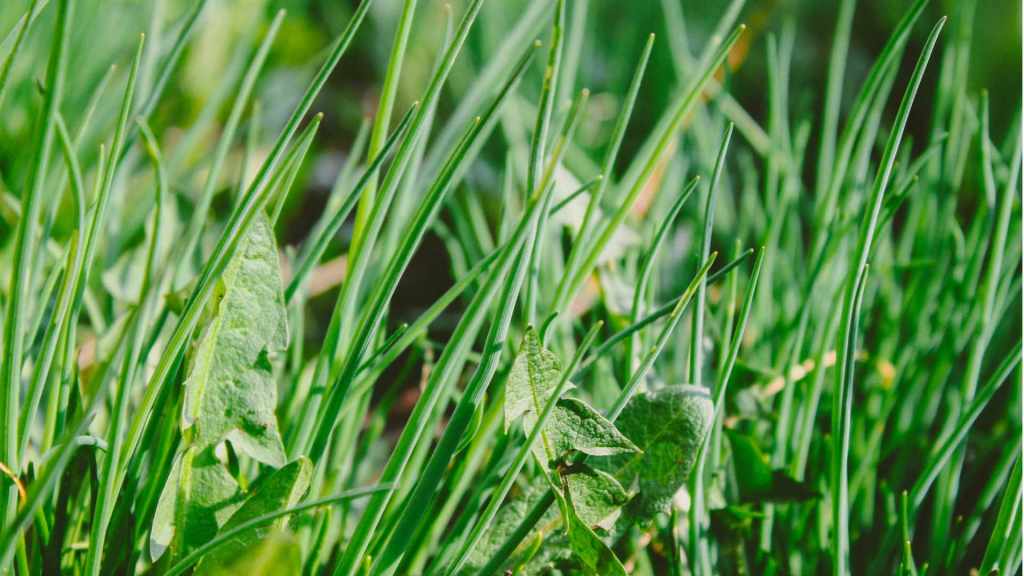 Weeds and Maintenance, without&nbsp;Prevention