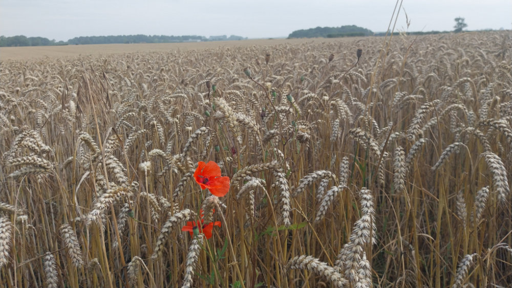 Some pre-birthday reflections